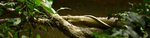 vine2_BS-1500x430.jpg