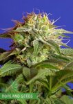 Green-Poison_448x634.jpg