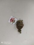 IMG_20210320_095131.jpg
