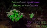 ГРИБЫ КАМБОДЖА,БИРМА.jpg