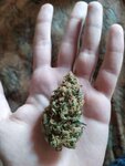 OG KUSH BLESS YO TRAP.jpg