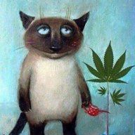Pycik