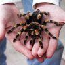 Spider Shop
