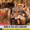 DikeyPes