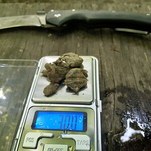 сорт Critical Kush