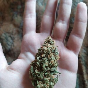 OG KUSH BLESS YO TRAP.jpg