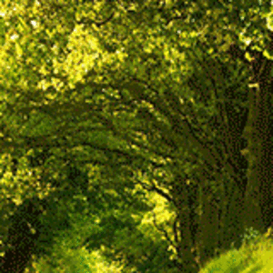 Venik-Shop-2-variant.gif
