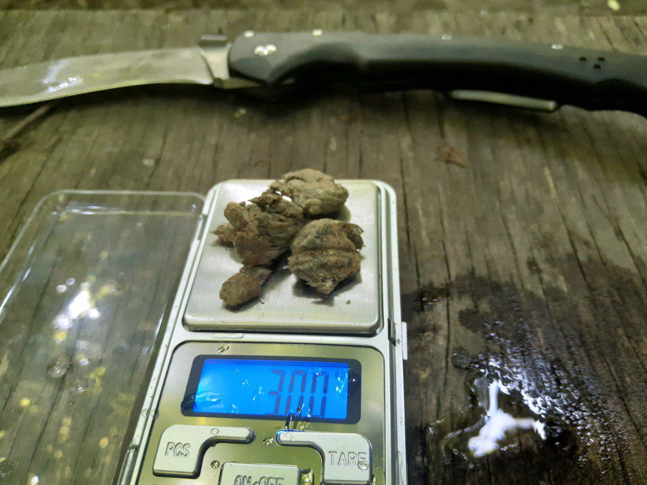 сорт Critical Kush